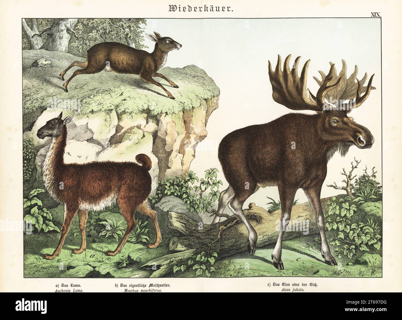 Llama, lama glama a, cerf-musc de Sibérie, Moschus moschiferus b et wapiti eurasien, Alces alces c. Chromolithograph de Gotthilf Heinrich von Schubert, Histoire naturelle des royaumes animaux pour l'école et la maison (Naturgeschichte des Tierreichs fur Schule und Haus), Schreiber, Munich, 1886. Banque D'Images