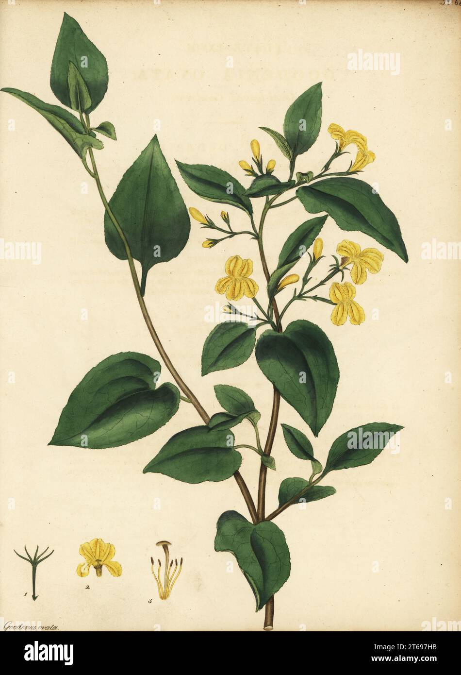 Hop goodenia, Goodenia ovata. Goodenia à feuilles ovales. Originaire du sud-est de l'Australie. Gravure de coperplate dessinée, gravée et colorée à la main par Henry Andrews de son registre botanique, Volume 1, publié à Londres, 1799. Banque D'Images