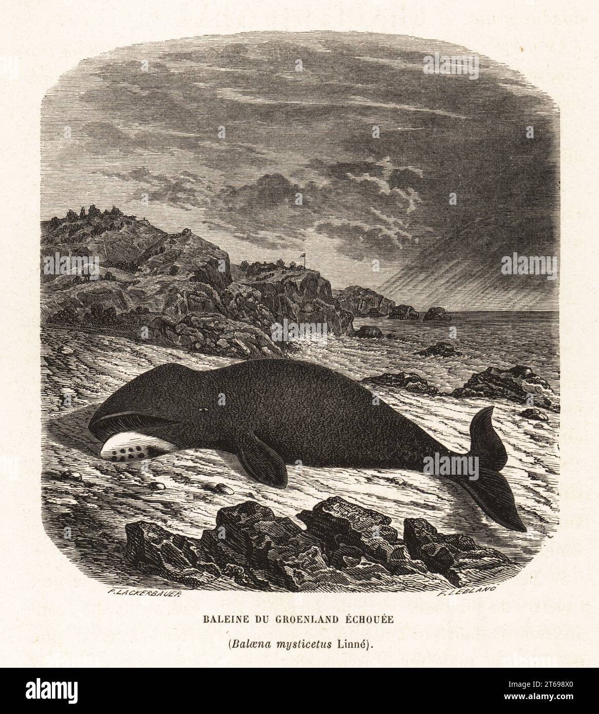 Baleine boréale, Balaena mysticetus, échouée sur un rivage rocheux. Baleine du Groenland echouee. Gravure sur bois de F. Leblanc d'après Pierre Lackerbauer d'Alfred Fredols le monde de la Mer, le monde de la Mer, édité par Olivier Fredol, Librairie Hachette et. C.E., Paris, 1881. Alfred Fredol était le pseudonyme du zoologiste et botaniste français Alfred Moquin-Tandon, 1804-1863. Banque D'Images