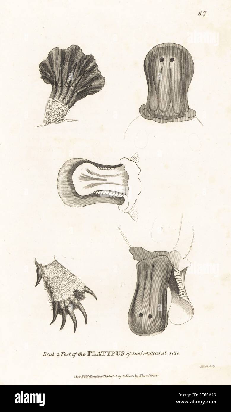 Bec et pieds de l'ornithorhynchus anatinus. Platypus anatinus, Platypus anatinus. Gravure sur cuivre par James Heath de George Shaws Zoologie générale : Mammalia, G. Kearsley, Fleet Street, Londres, 1800. Banque D'Images