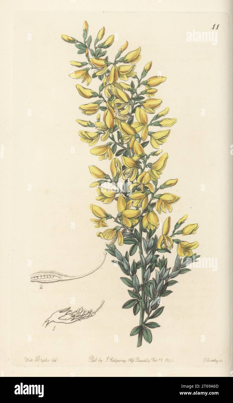 Balai Madeira, Genista tenera. Élevé par M. Young, pépinière de Milford, à partir de graines envoyées par William Webb de Madère. Balai Twiggy, Genista virgata. Gravure sur cuivre colorée à la main par George Barclay d'après une illustration botanique de Sarah Drake du Edwards Botanical Register, reprise par John Lindley, publiée par James Ridgway, Londres, 1844. Banque D'Images