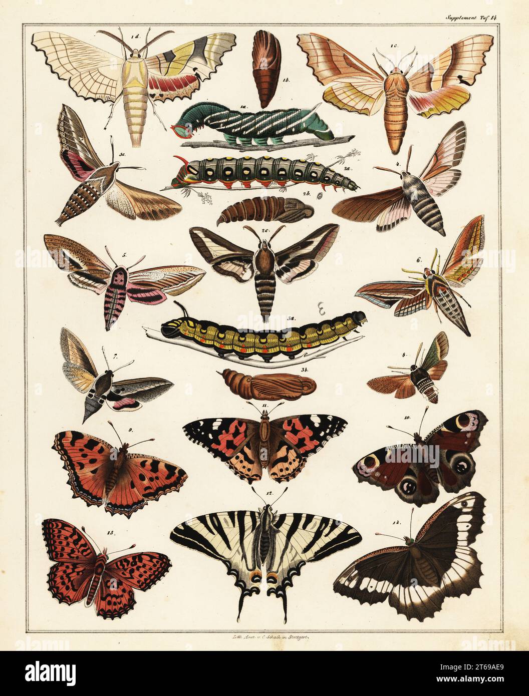 Des variétés de papillons, de wallowcots, de papillons de nuit, de papillons de nuit et de leurs chenilles, Larves, pupes, etc. Lithographie colorée à la main par C. Schach de Lorenz Oken's Universal Natural History, Allgemeine Naturgeschichte fur alle Stande, Stuttgart, 1841. Banque D'Images
