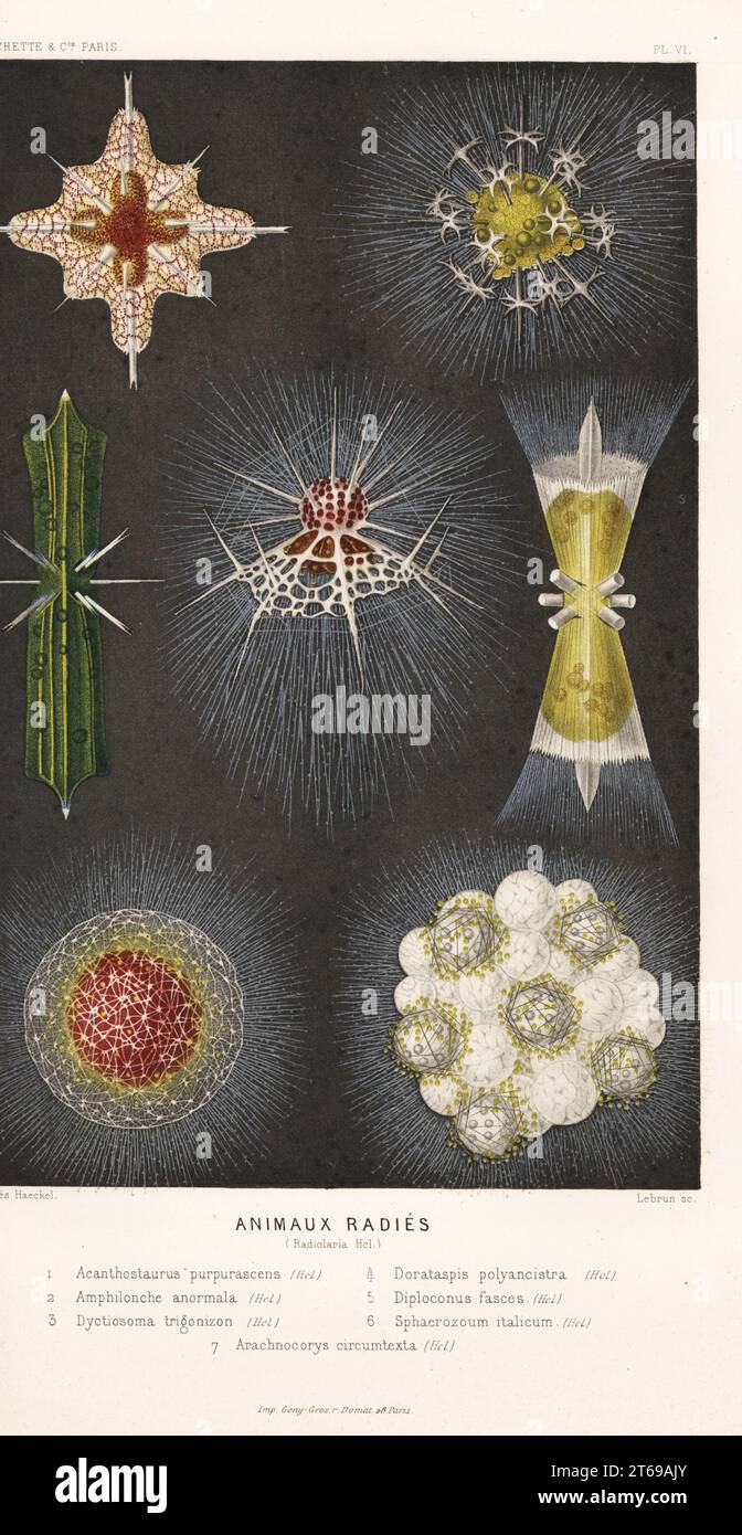 Radiolaires, types de protozoaires marins ou zooplancton. Acanthostaurus purpurascens 1, Amphilonche anormala 2, Dyctiosoma trigonizon 3, Doratapsis polyancistra 4, Diploconus fasces 5, Sphaerozoum italicum 6 et Arachnocorys circumtexta 7. Animaux radies (Radiolaria Hel.). Chromolithographie de Lebrun d'après Ernst Haeckel d'Alfred Fredols le monde de la Mer, le monde de la Mer, édité par Olivier Fredol, Librairie Hachette et. C.E., Paris, 1881. Alfred Fredol était le pseudonyme du zoologiste et botaniste français Alfred Moquin-Tandon, 1804-1863. Banque D'Images