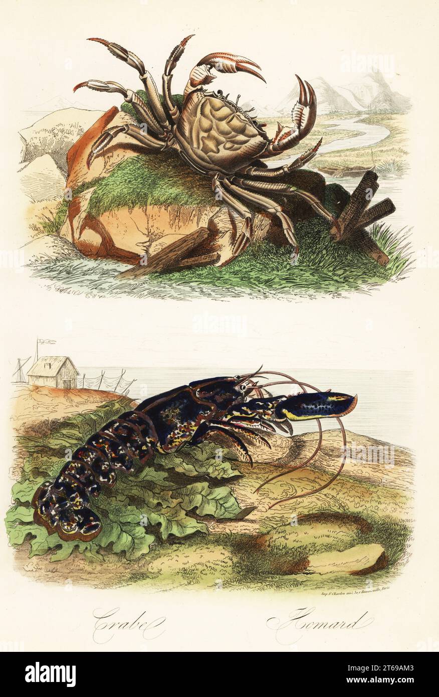 816 Photos de Dessin De Crabe - Photos de stock gratuites et libres de droits de Dreamstime