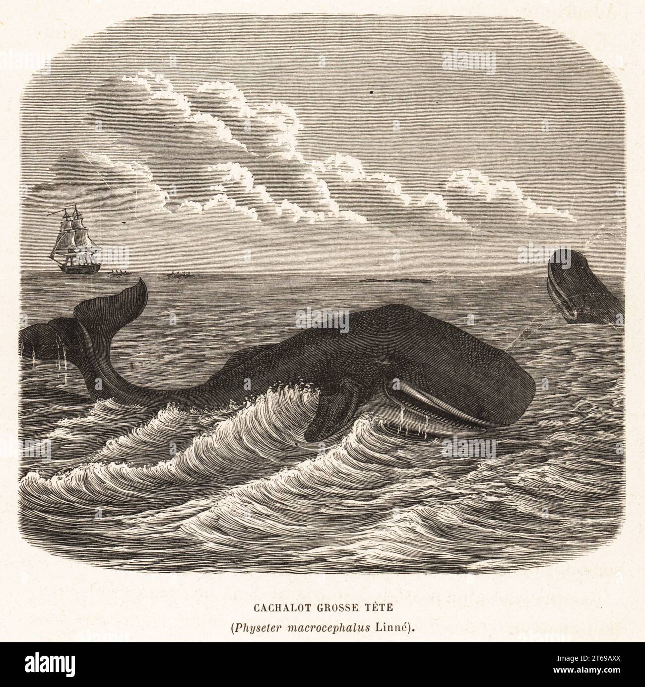 Cachalot ou cachalote, Physeter macrocephalus. Un baleinier chassant au loin. Cachalot grosse tete. Gravure sur bois d'Alfred Fredols le monde de la Mer, le monde de la Mer, édité par Olivier Fredol, Librairie Hachette et. C.E., Paris, 1881. Alfred Fredol était le pseudonyme du zoologiste et botaniste français Alfred Moquin-Tandon, 1804-1863. Banque D'Images