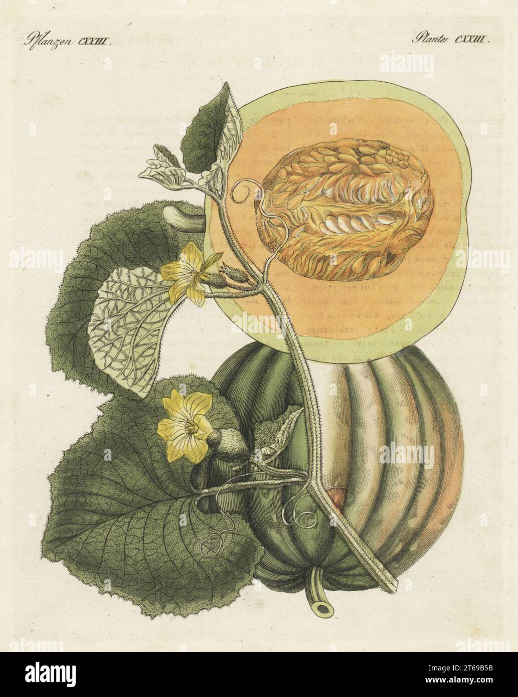 Melon, Cucumis melo. Fruit, fleur et feuille, avec section à travers les fruits mûrs. Gravure sur cuivre colorée à la main de Carl Bertuch's Bilderbuch fur Kinder (Livre d'images pour enfants), Weimar, 1810. Les plantes ont été dessinées par Henriette et Conrad Westermayr, F. Götz et C. Ermer. Banque D'Images