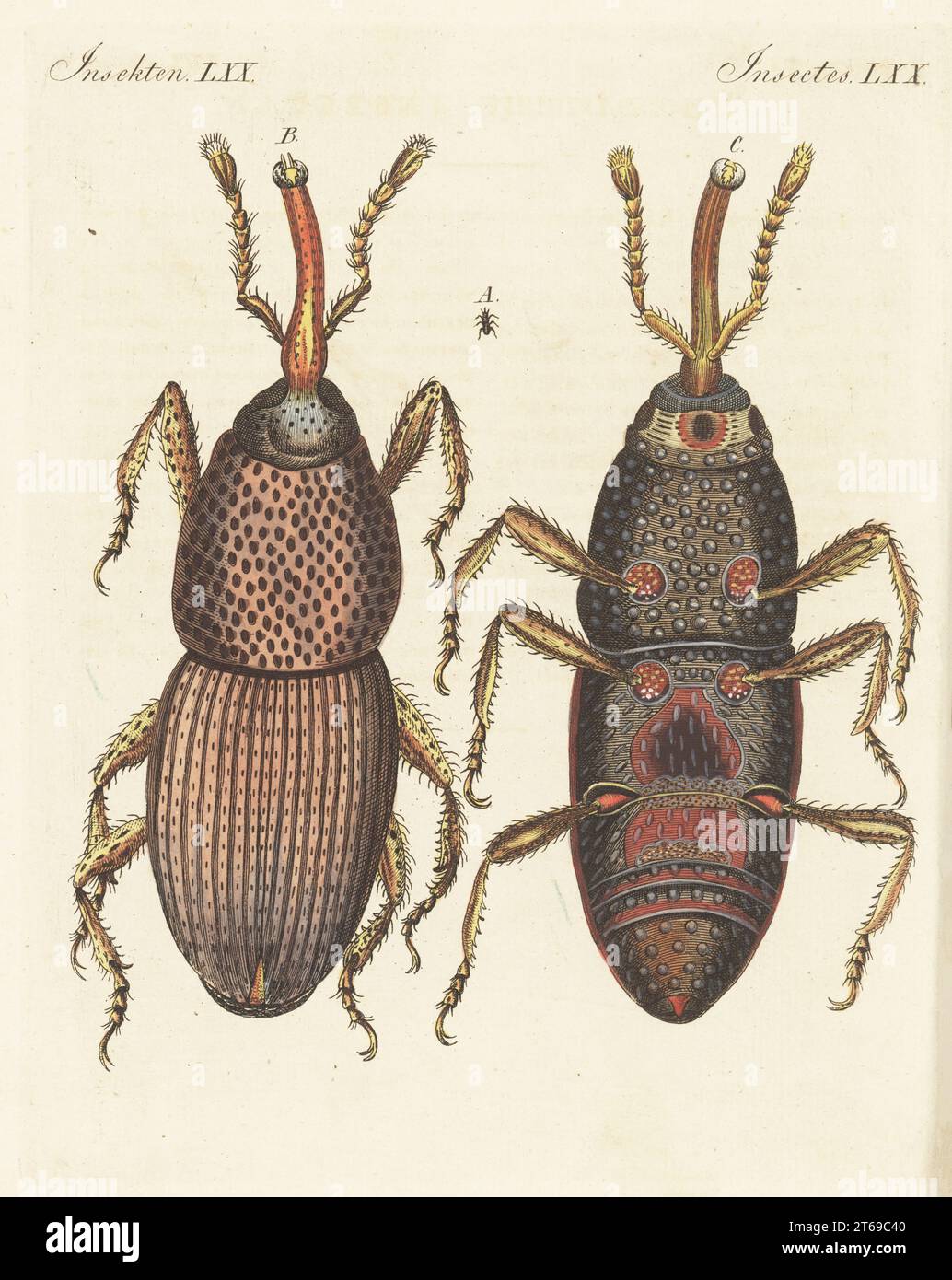 Charançon du blé, charançon du grain ou charançon du grenier, Sitophilus granarius. Taille réelle A, dorsale agrandie à 188 X, ventrale à 188 X. curculio granarius. Gravure sur cuivre colorée à la main de Carl Bertuch's Bilderbuch fur Kinder (Livre d'images pour enfants), Weimar, 1813. Une encyclopédie pour enfants en 12 volumes illustrée de près de 1 200 planches gravées sur l'histoire naturelle, la science, le costume, la mythologie, etc., publié de 1790 à 1830. Banque D'Images