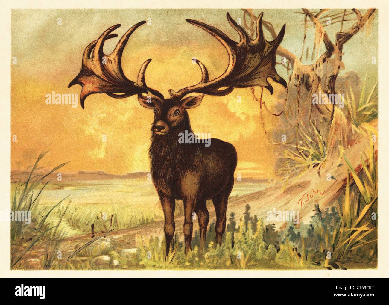 Elk irlandais, Megaloceros giganteus, espèce éteinte de cerfs géants de la fin du Pléistocène. Riesenhirsch, Cervus eurycerus Aldrov. Illustration imprimée en couleur par F. John de Wilhelm Bolsches Tiere der Urwelt (animaux du monde préhistorique), Reichardt Cocoa Company, Hambourg, 1908. Banque D'Images