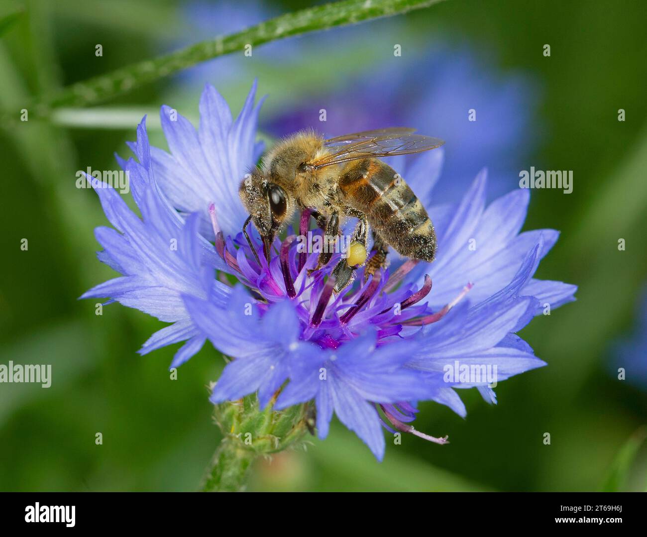 Honey Bee collecte le pollen Banque D'Images