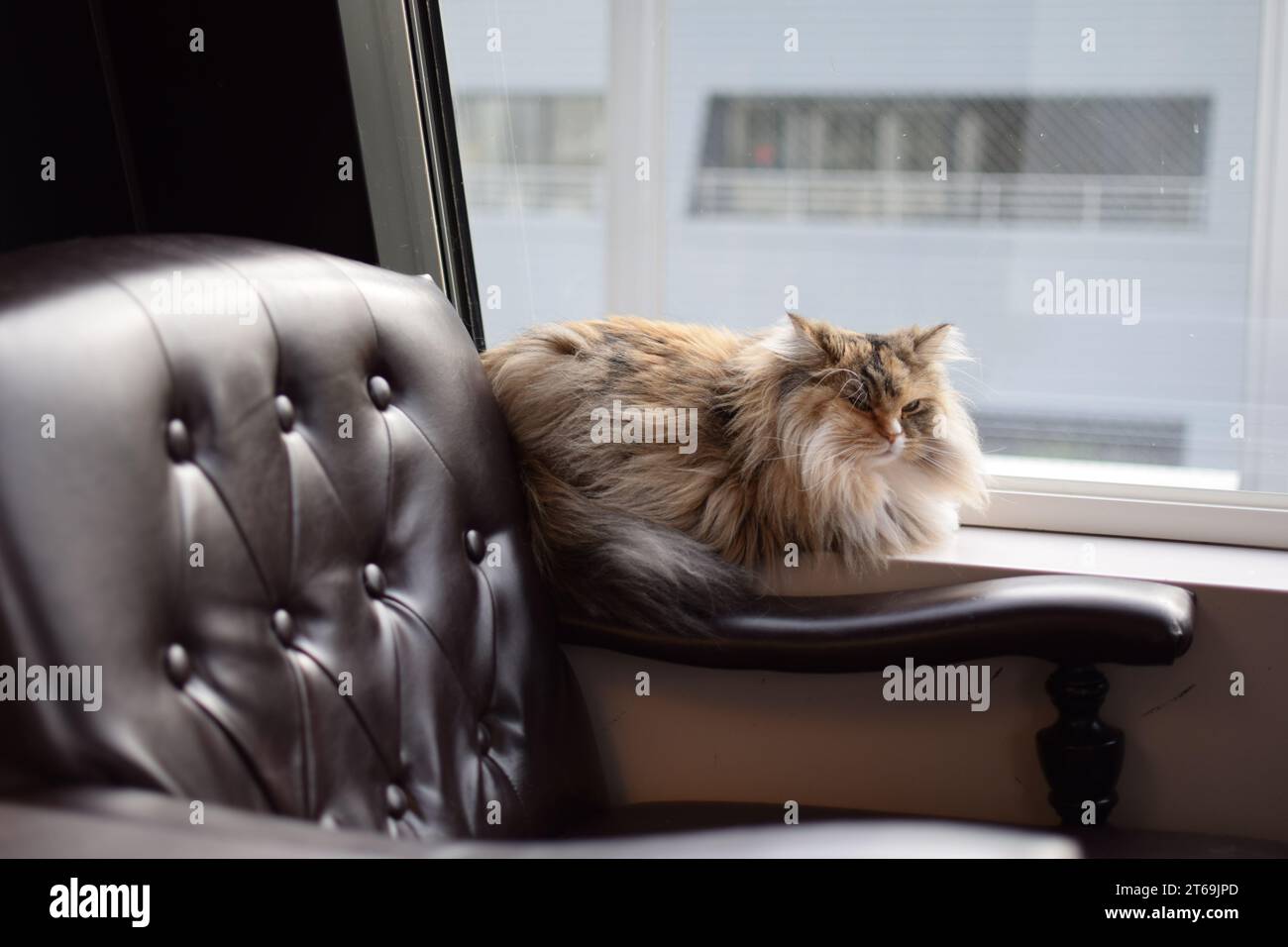 Un chat domestique reposant sur un grand fauteuil brun placé près d'une fenêtre Banque D'Images
