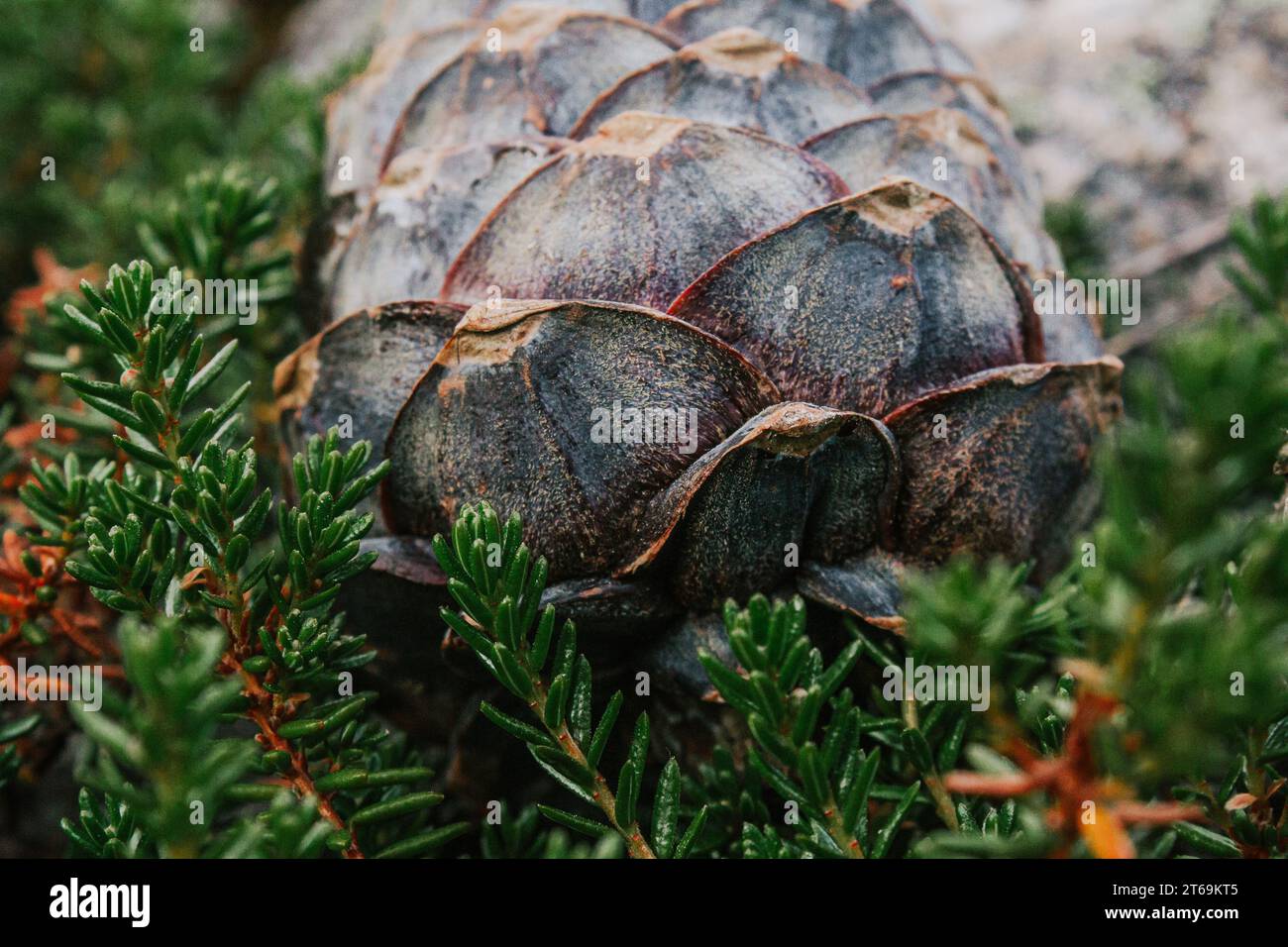 Cône de pin de cèdre de Sibérie sur buisson vert. collecte de récolte sauvage. Écailles de cônes crus. Banque D'Images