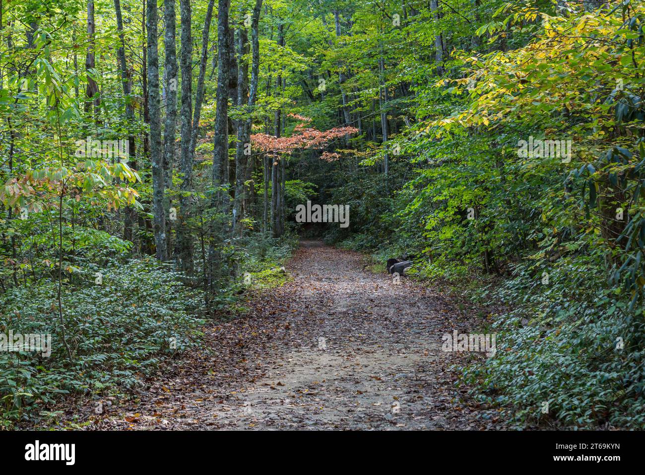 Éclaboussures de couleur d'automne le long de la Little River Trail dans le parc national des Great Smoky Mountains, Tennessee, États-Unis Banque D'Images