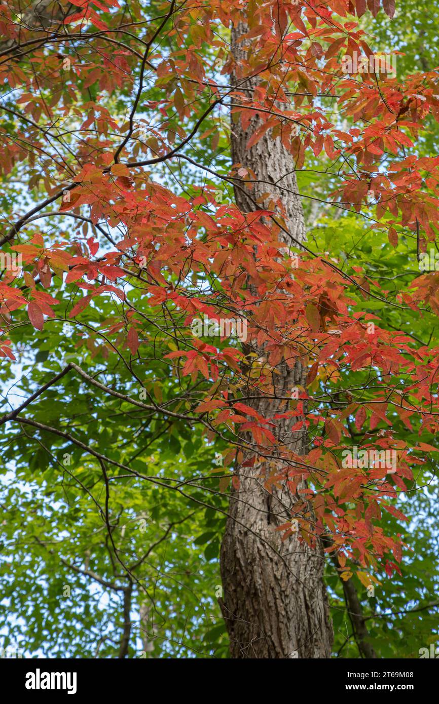 Éclaboussures de couleurs d'automne orange vif le long de la Little River Trail dans le parc national des Great Smoky Mountains, Tennessee, États-Unis Banque D'Images