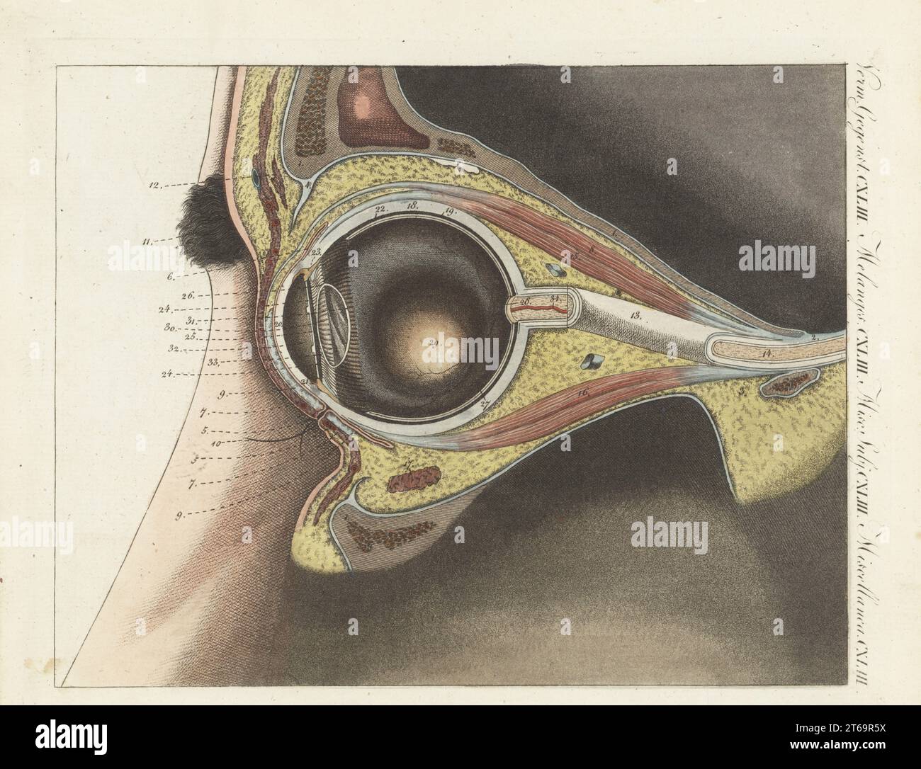 Anatomie de l'oeil humain. Coupe oculaire montrant les paupières 5, les ...
