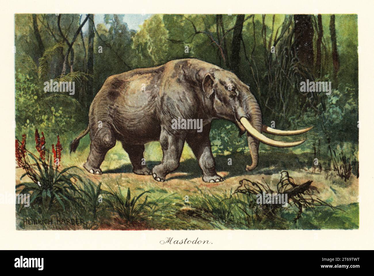 Mastodon, proboscidéen appartenant au genre éteint Mammuthus, du Miocène supérieur au Pléistocène. Illustration imprimée en couleur d'après Heinrich Harder de Wilhelm Bolsches Tiere der Urwelt (animaux du monde préhistorique), Reichardt Cocoa Company, Hambourg, 1908. Heinrich Harder (1858-1935) était un paysagiste allemand et illustrateur de livres. Banque D'Images