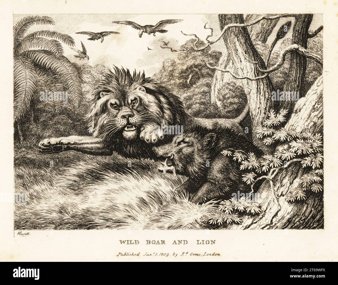 Un lion et un sanglier se battent tandis que les vautours encerclant au-dessus. Sanglier et lion. Illustration d'une fable grecque. Gravure en coperplate tirée et gravée de la vie par Samuel Howitt de son propre ouvrage A New Work of Animals, principalement conçu à partir des Fables d'Aesop, gay et Phaedrus, Edward Orme, Londres, 1811. Banque D'Images