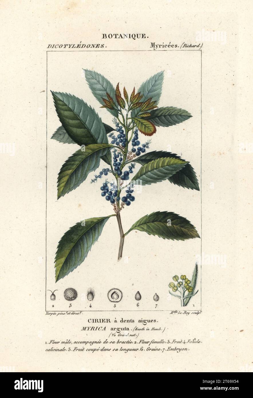 Baie de Bayberry, arbre à rhum-baie, candleberry, gale douce ou cire-myrte, Morella pubescens. Gravure en copperplate aux couleurs vives du Dizionario delle Scienze Naturali d'Antoine Laurent de Jussieu, Dictionnaire des sciences naturelles, Florence, Italie, 1837. Illustration gravée par Mlle le Roy, dessinée et dirigée par Pierre Jean-François Turpin, et publiée par Batelli e Figli. Turpin (1775-1840) est considéré comme l'un des plus grands illustrateurs botaniques français du XIXe siècle. Banque D'Images