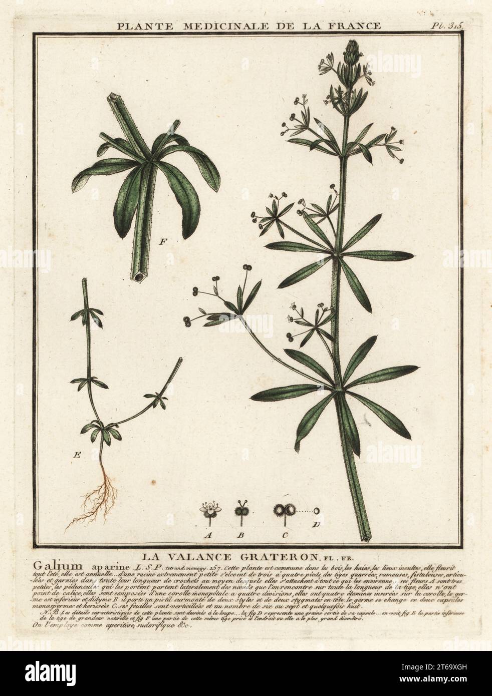 Les couperets, la cance grateron, Galium aparine. Gravure en plaque de coperplate imprimée en trois couleurs par Pierre Bulliard de son Herbier de la France, ou collection complète des plantes indigénes de ce royaume, Didot jeune, Debure et Belin, 1780-1793. Banque D'Images