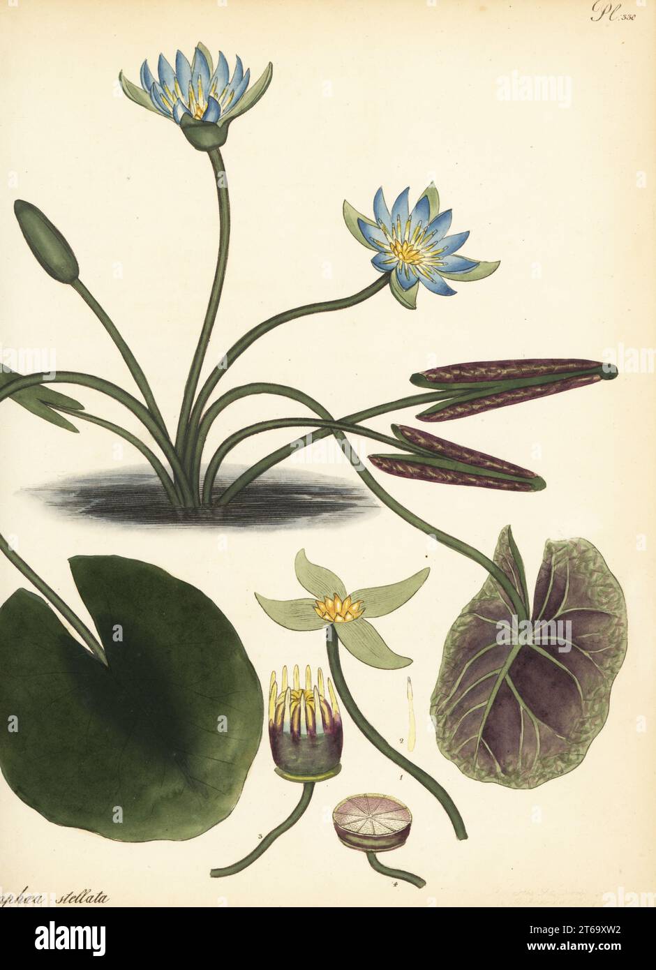 Lotus bleu, Nymphaea nouchali var. Nouchali Starr'd Water-Lily, Nymphaea stellata. Des Indes orientales sur la côte Malabar, dans la collection James Vere, Kensington Gore. Gravure de coperplate dessinée, gravée et colorée à la main par Henry Andrews de son registre botanique, Volume 5, autopubliée à Knightsbridge, Londres, 1803. Banque D'Images