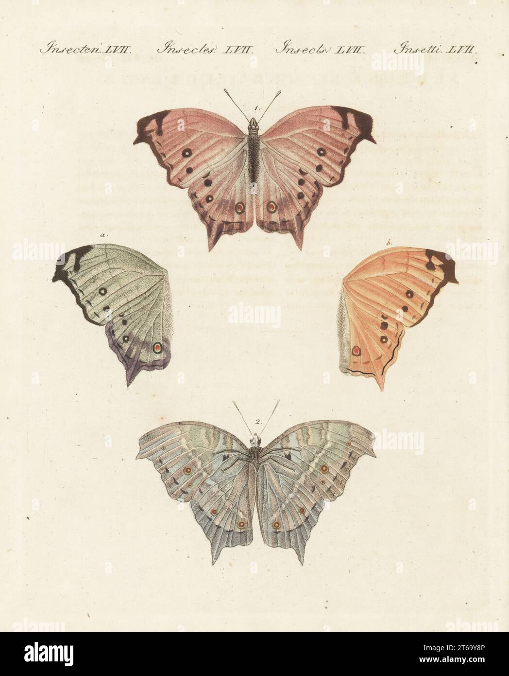 Nacre trouble, Protogoniomorpha anacardii, dorsale 1, ventrale 2. Trouvé à Agathon, Bénin, Afrique. Le papillon opale, Papilio aethiops. Copie d'une illustration de Jean-Gabriel Pretre dans insectes recueills en Afrique et en Amérique de Palisot de Beauvois, 1805. Gravure sur cuivre colorée à la main de Carl Bertuch's Bilderbuch fur Kinder (Livre d'images pour enfants), Weimar, 1810. Banque D'Images