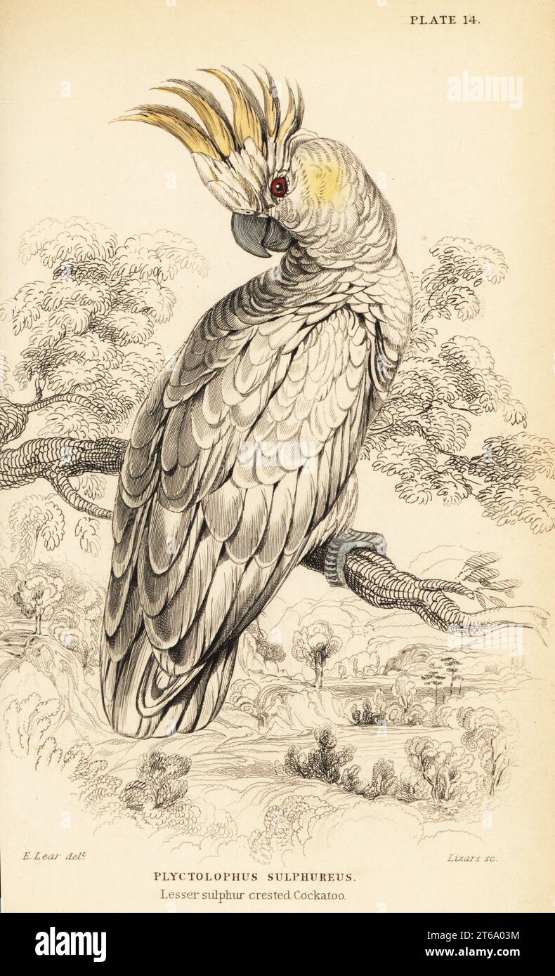 Cacatoès à crête jaune, sulphurée de Cacatua. (Cacatoès à crête de soufre moindre, Plyctolophus sulphureus.) Gravure sur cuivre colorée à la main par William Lizars d'après une illustration d'Edward Lear de Prideaux J. Selbys The Natural History of Perroquets in Sir William Jardines Naturalists Library : Ornithology, Lizars, Édimbourg, 1836. Banque D'Images