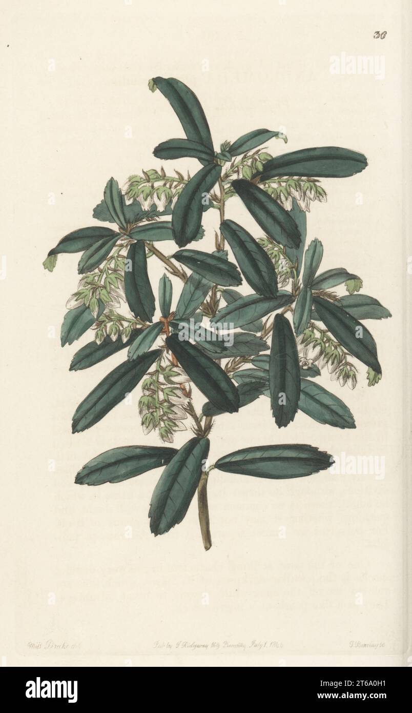 Buisson grimpant, Pieris phillyreifolia. andromède à feuilles de phyllirée, Andromède phyllireaefolia. Découverte à Apalachicola, Floride occidentale par le botaniste écossais Thomas Drummond et introduite par le pépiniériste George Loddiges. Gravure sur cuivre colorée à la main par George Barclay d'après une illustration botanique de Sarah Drake du Edwards Botanical Register, reprise par John Lindley, publiée par James Ridgway, Londres, 1844. Banque D'Images