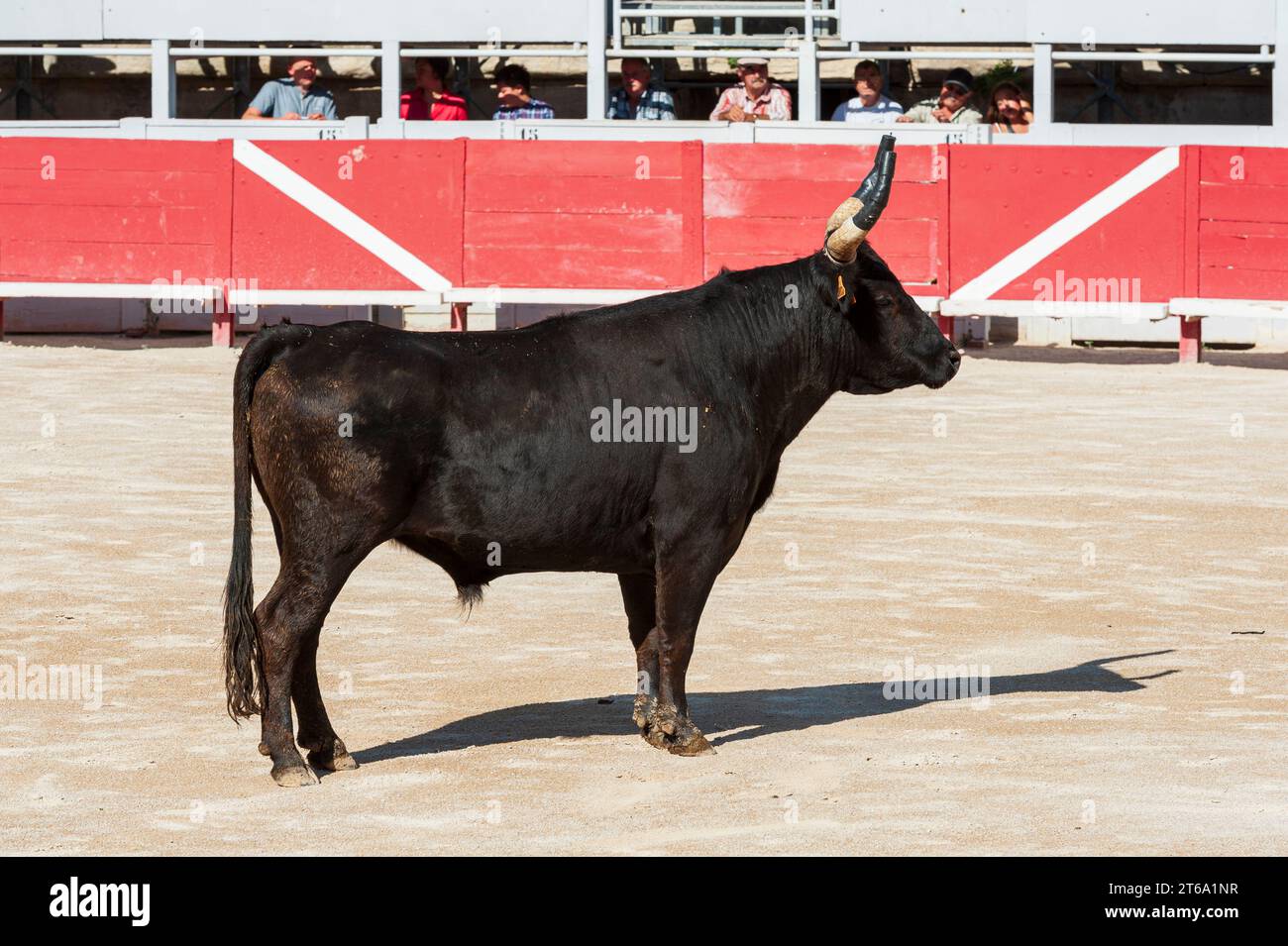 France, Arles, 11 juillet 2014. Bull à l'Amphithéâtre d'Arles, course traditionnelle de Bull Banque D'Images