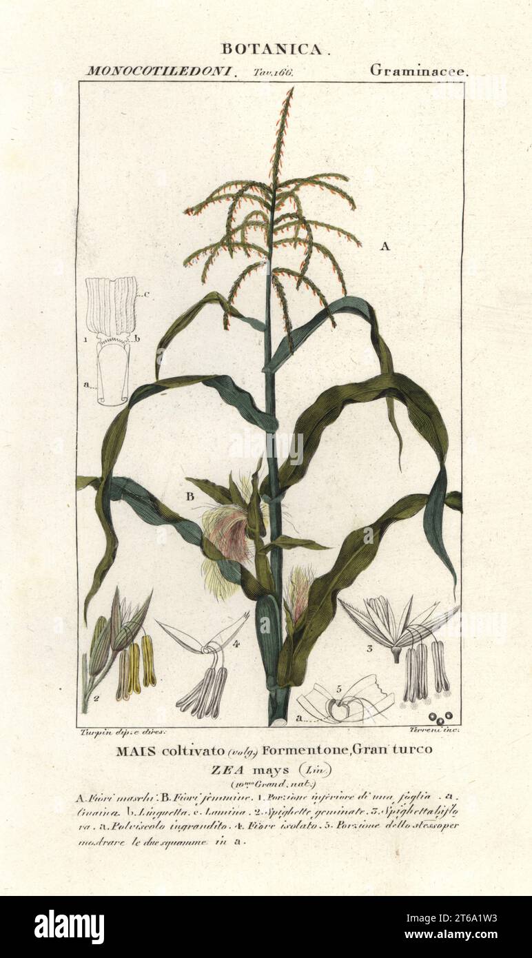 Maïs ou maïs, Zea mays, Mais coltivato. Gravure à la main de la copie en papier du Dizionario delle Scienze Naturali de Jussieu, Dictionnaire des sciences naturelles, Florence, Italie, 1837. Illustration gravée par Terreni, dessinée et dirigée par Pierre Jean-François Turpin, et publiée par Batelli e Figli. Turpin (1775-1840) est considéré comme l'un des plus grands illustrateurs botaniques français du XIXe siècle. Banque D'Images