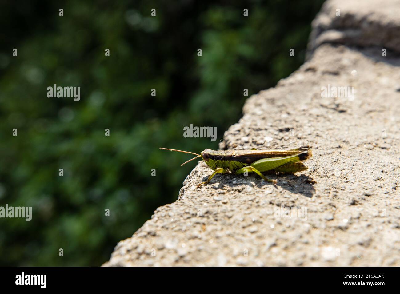 Un Grasshopper vert du Nord Vietnam Banque D'Images