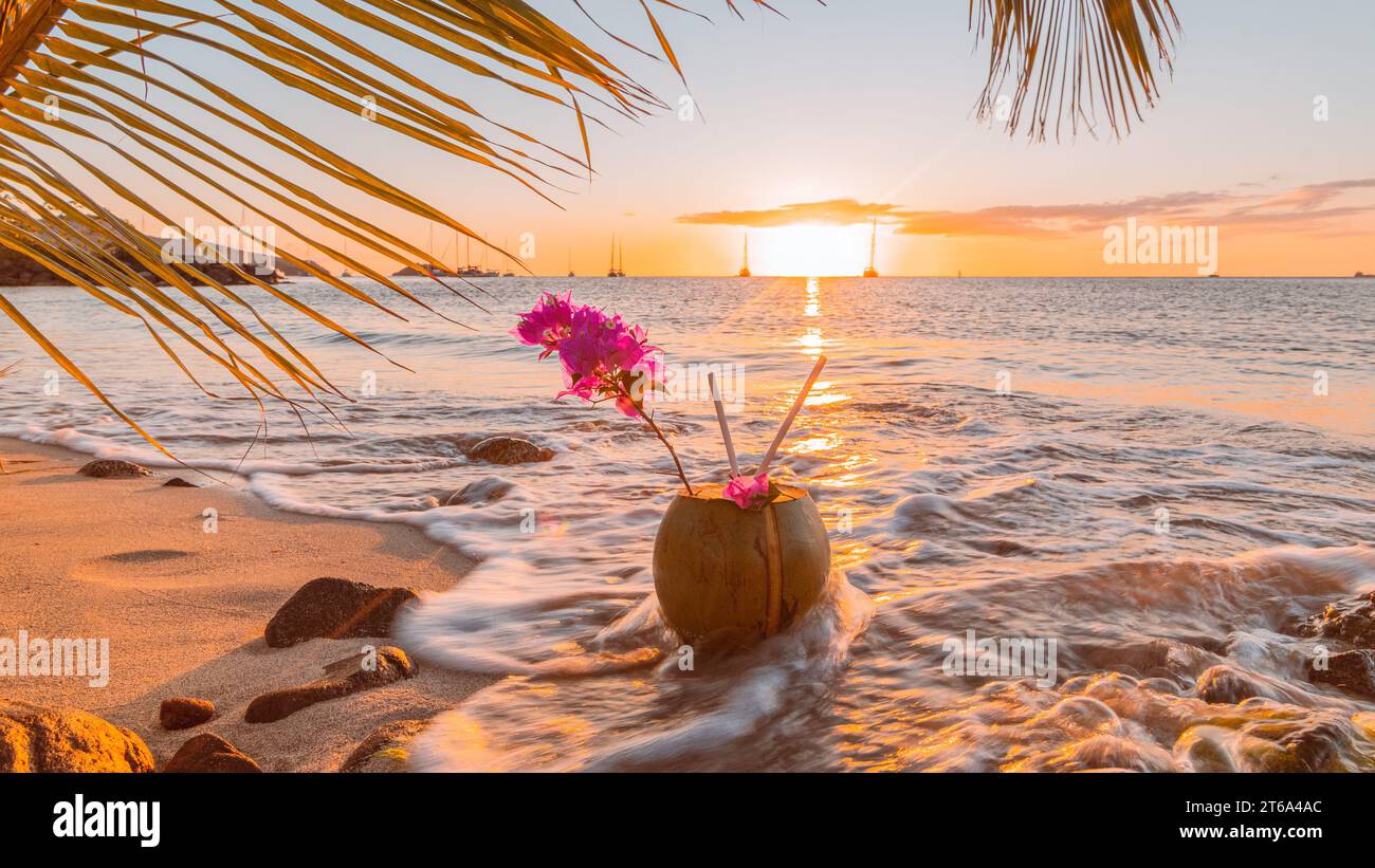 Noix de coco fraîche sur le sable au coucher du soleil en Martinique, Antilles françaises. Banque D'Images