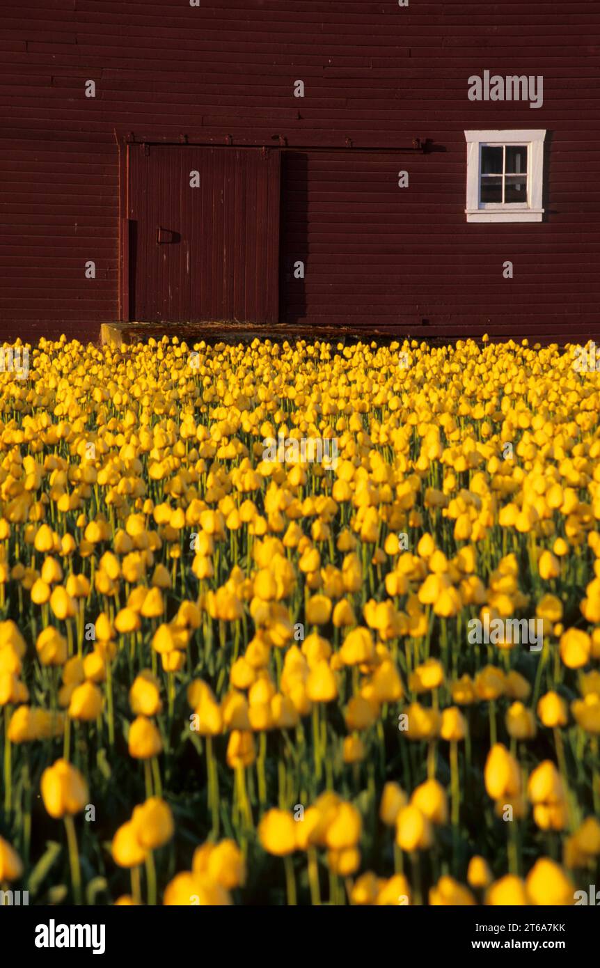 Champ de tulipes jaunes avec grange, Roozengaarde Fleurs et bulbes, Skagit County, Washington Banque D'Images