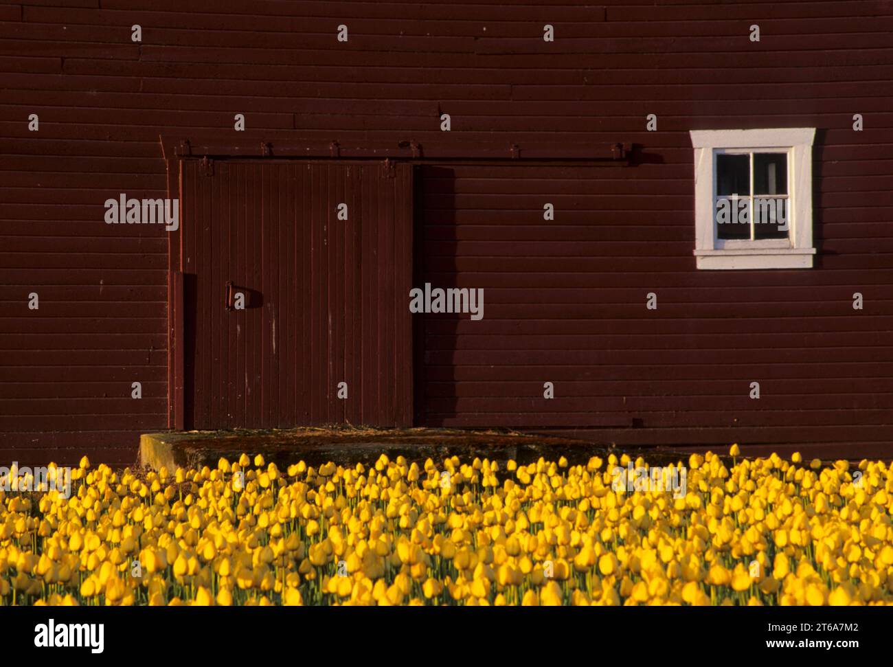 Champ de tulipes jaunes avec grange, Roozengaarde Fleurs et bulbes, Skagit County, Washington Banque D'Images