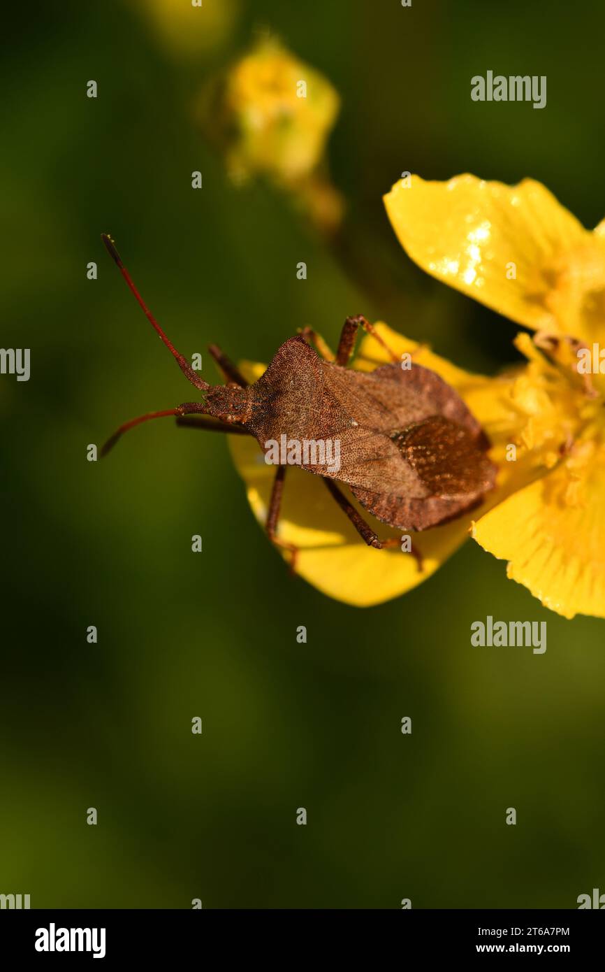 Coreidae, insecte à pieds de feuilles, insectes, macrophotographie, Kilkenny, Irlande Banque D'Images