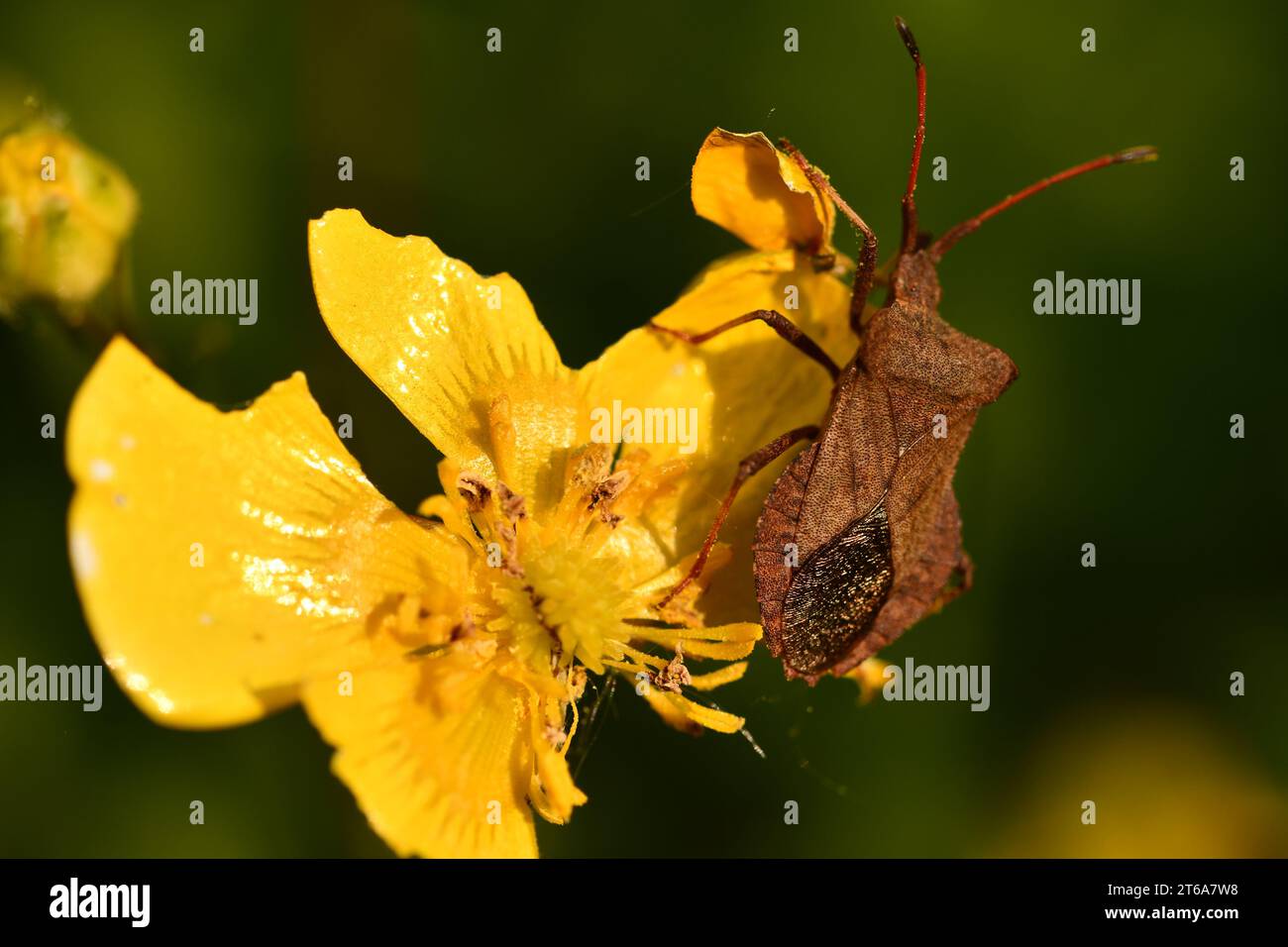 Coreidae, insecte à pieds de feuilles, insectes, macrophotographie, Kilkenny, Irlande Banque D'Images