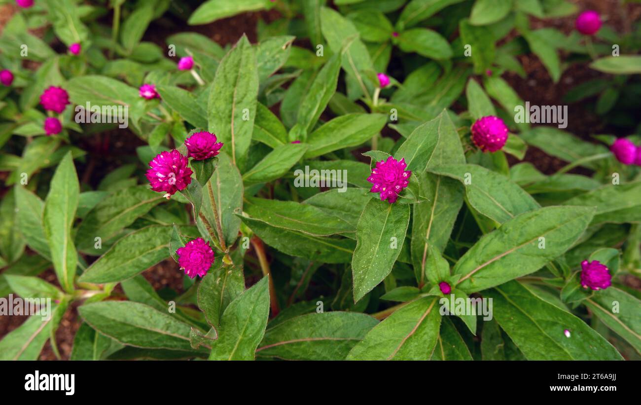 globe violet amarante dans le jardin. (gomphrena globosa, bachelor button) Banque D'Images