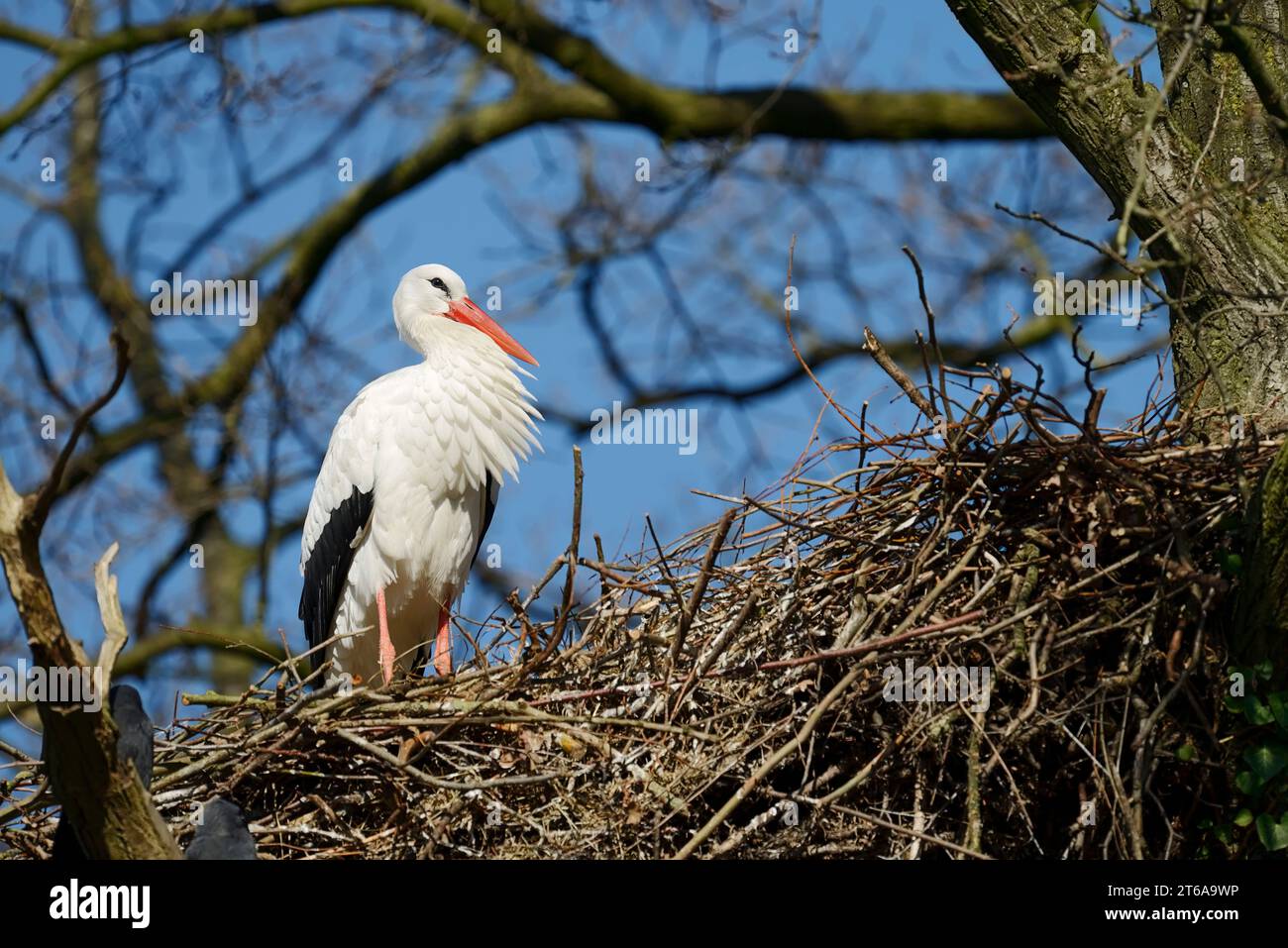 Cigogne blanche (Ciconia ciconia) im Nest, Rhénanie du Nord-Westphalie, Allemagne | Weißstorch (Ciconia ciconia) auf dem Nest, Rhénanie-du-Nord-Westphalie, Allemagne Banque D'Images