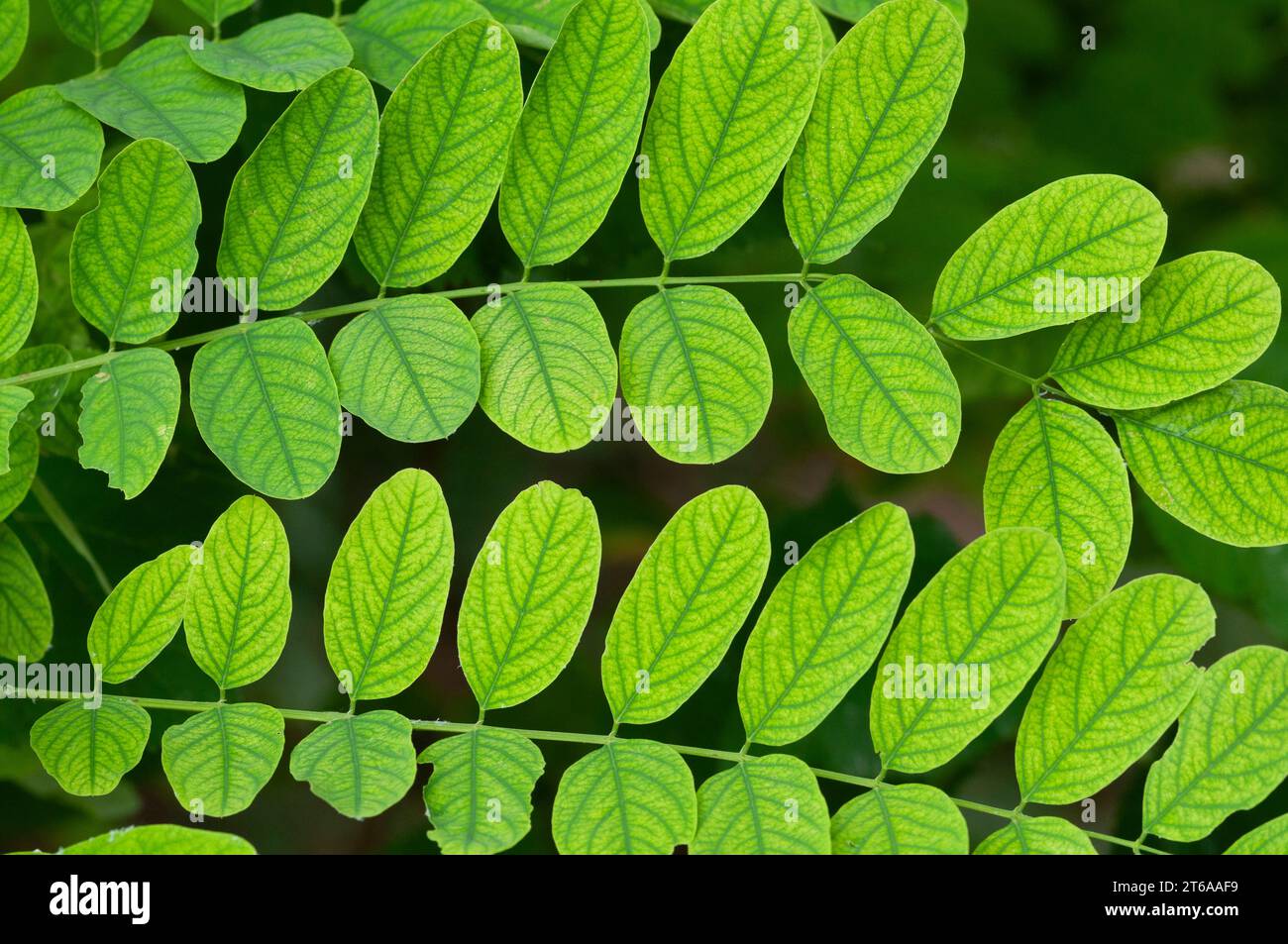 Italie, Lombardie, Clammy Locust Tree, Robinia viscosa Banque D'Images