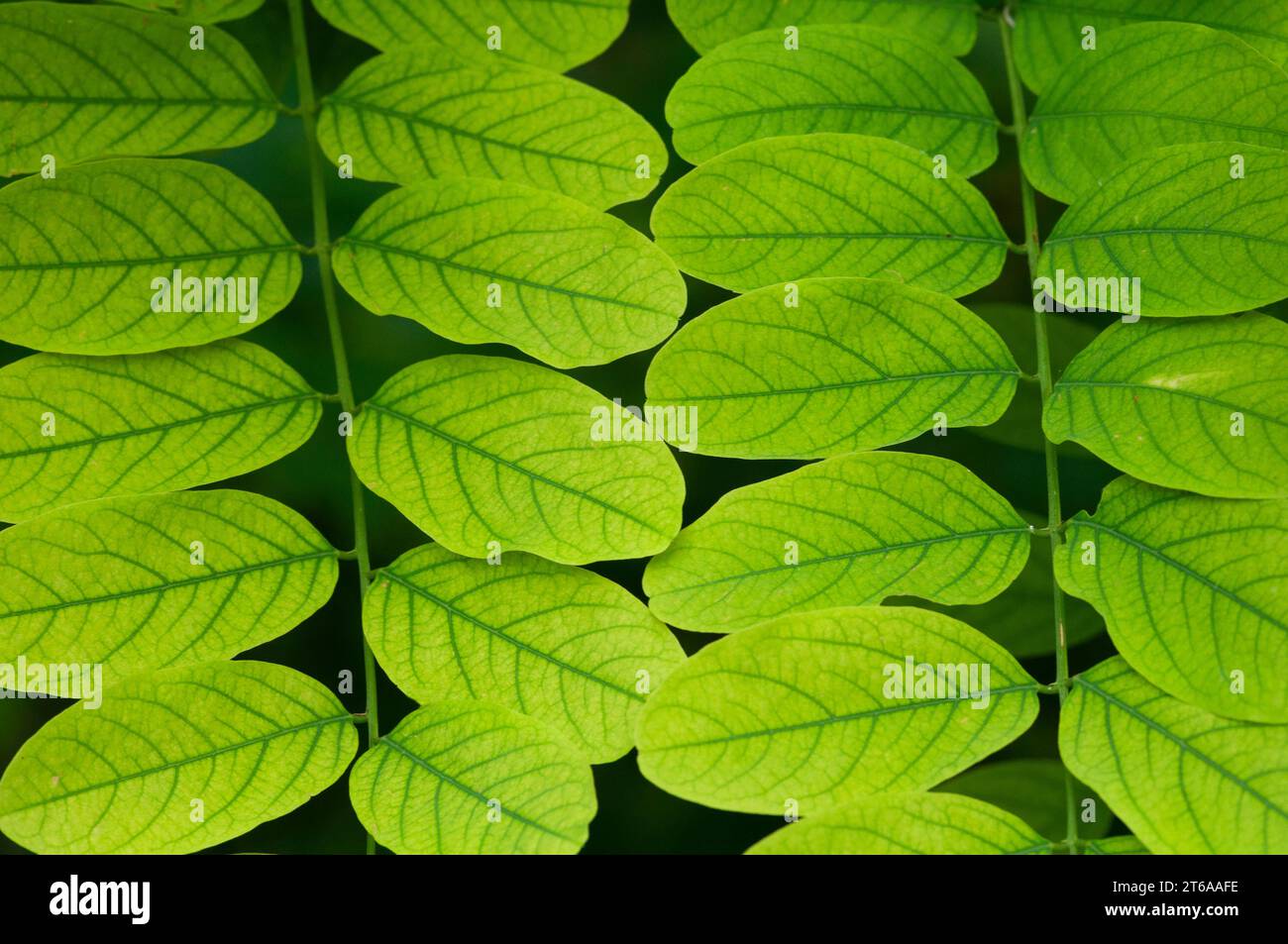 Italie, Lombardie, Clammy Locust Tree, Robinia viscosa Banque D'Images