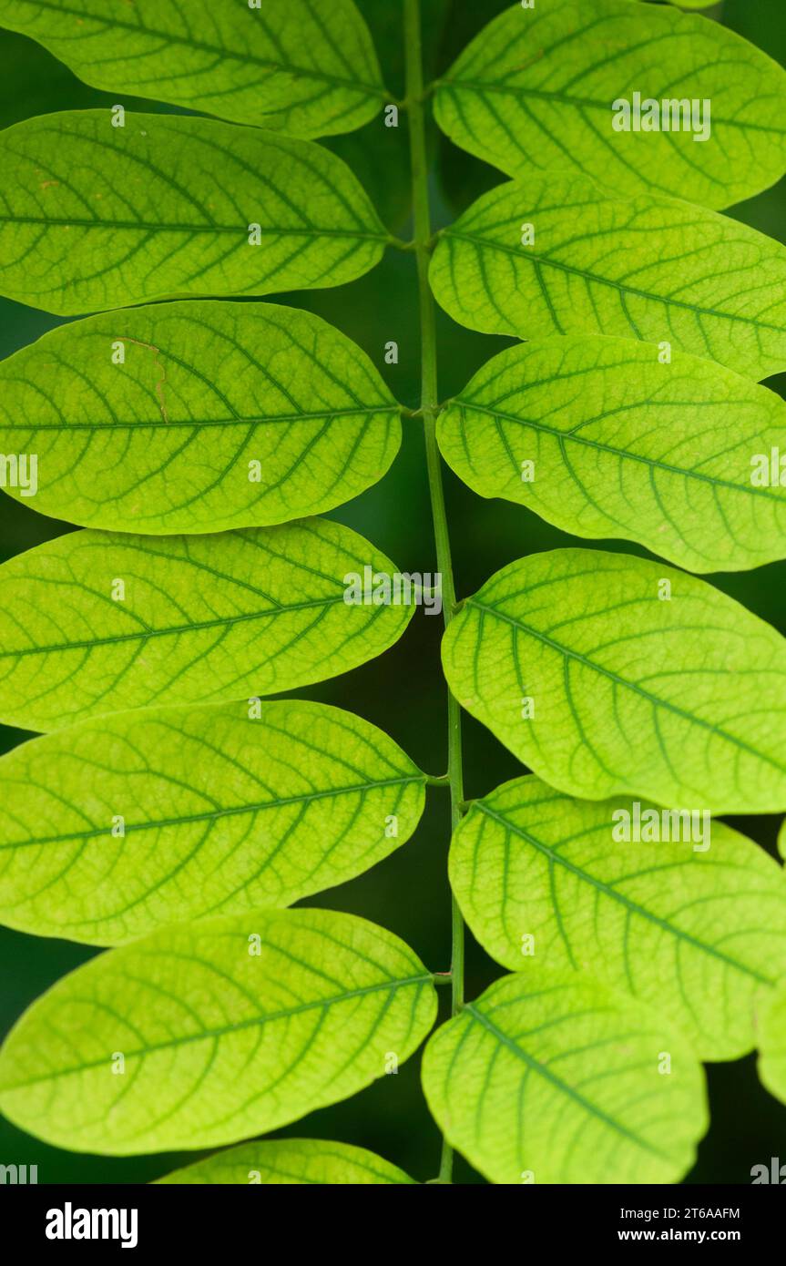 Italie, Lombardie, Clammy Locust Tree, Robinia viscosa Banque D'Images