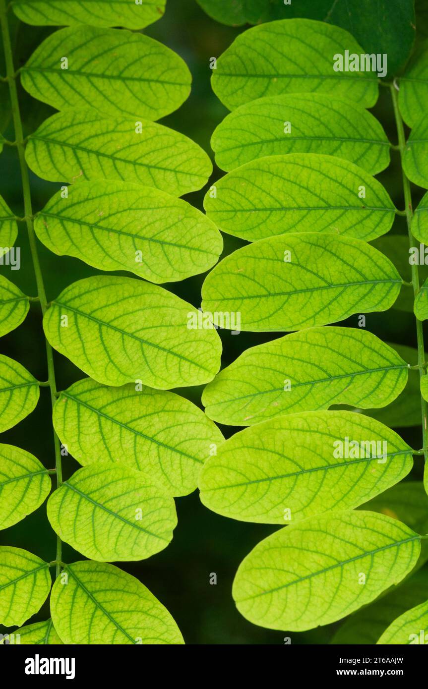 Italie, Lombardie, Clammy Locust Tree, Robinia viscosa Banque D'Images