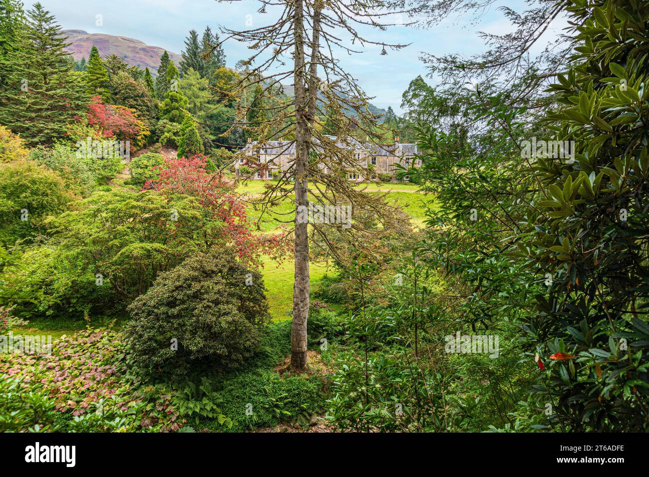 Crarae Gardens sur les rives du Loch Fyne, Argyll & Bute, Écosse Royaume-Uni Banque D'Images