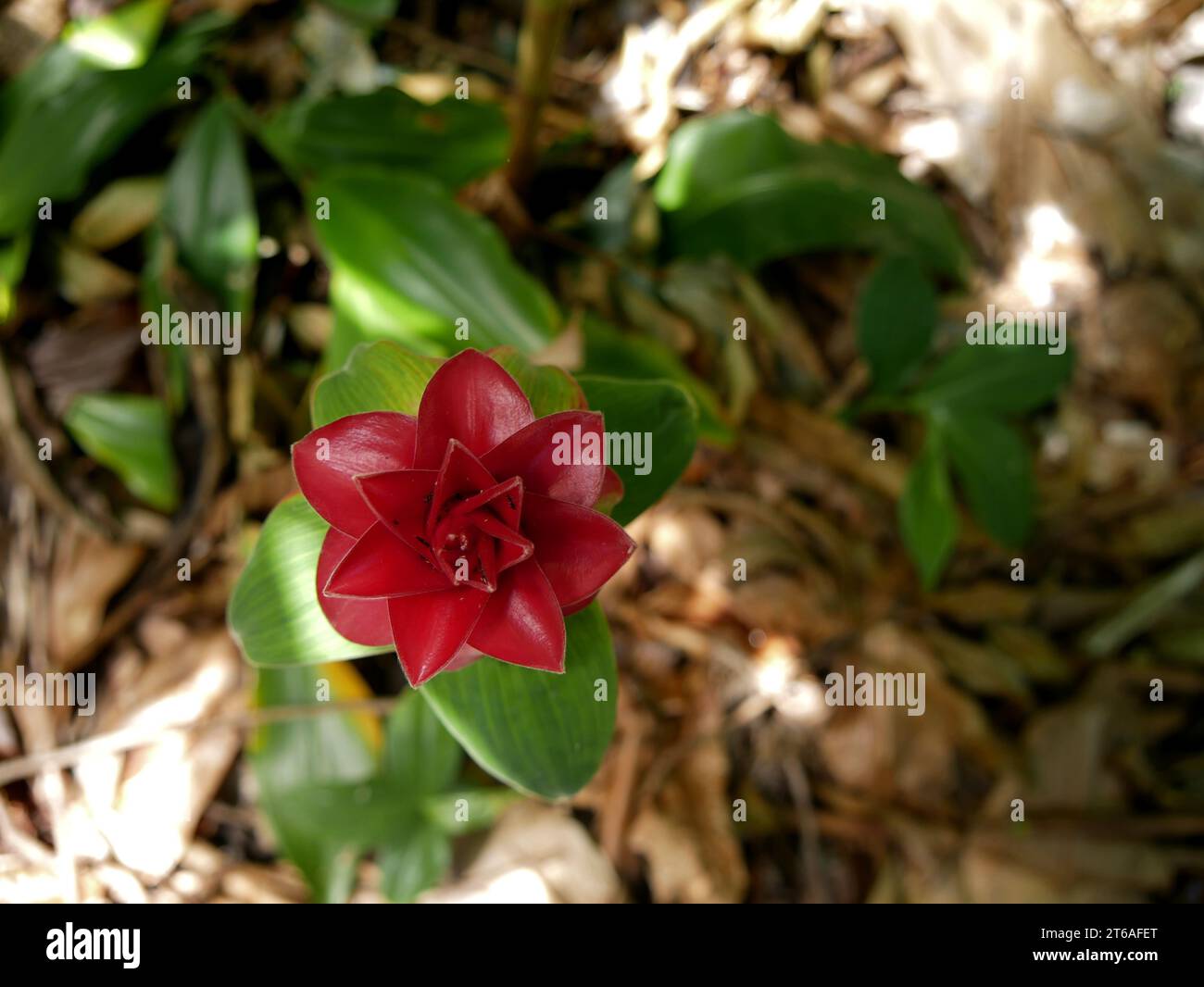 Costus barbatus fleur rouge aux fourmis, Réunion Banque D'Images