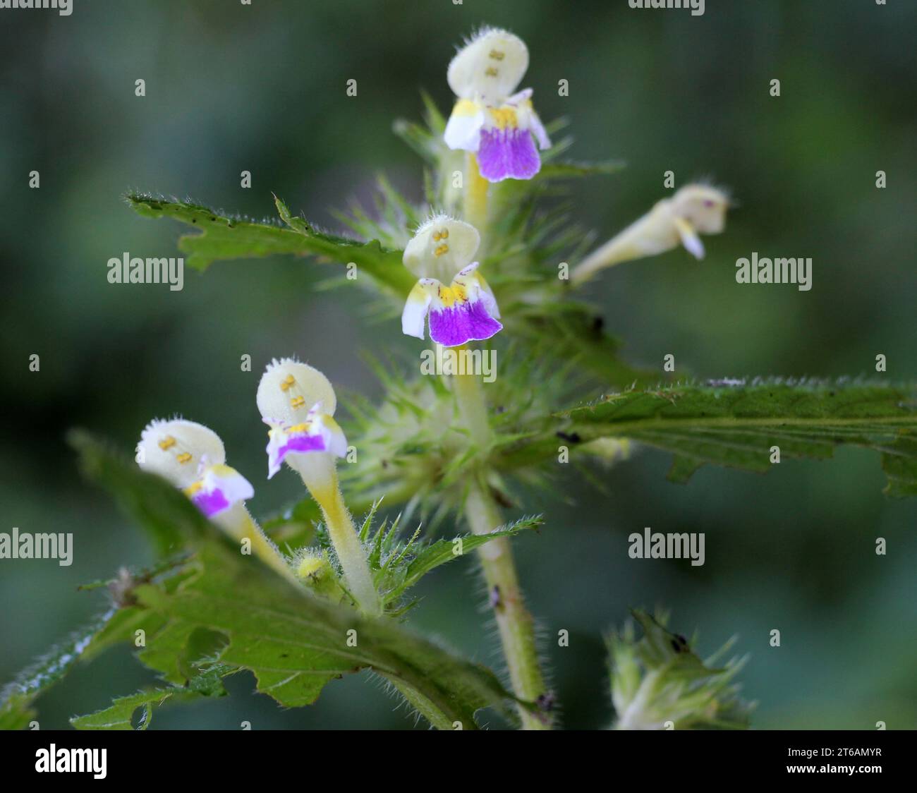 L'été parmi les fleurs sauvages d'ortie Galeopsis speciosa Banque D'Images