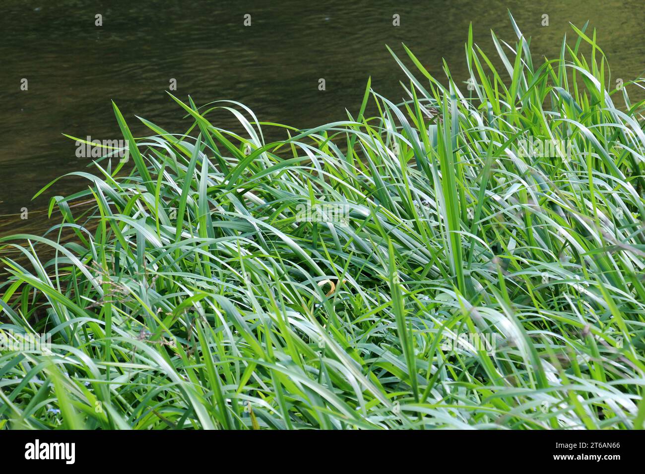 Sur les rives de la rivière et dans l'eau, le grain fourrage Glyceria maxima pousse Banque D'Images