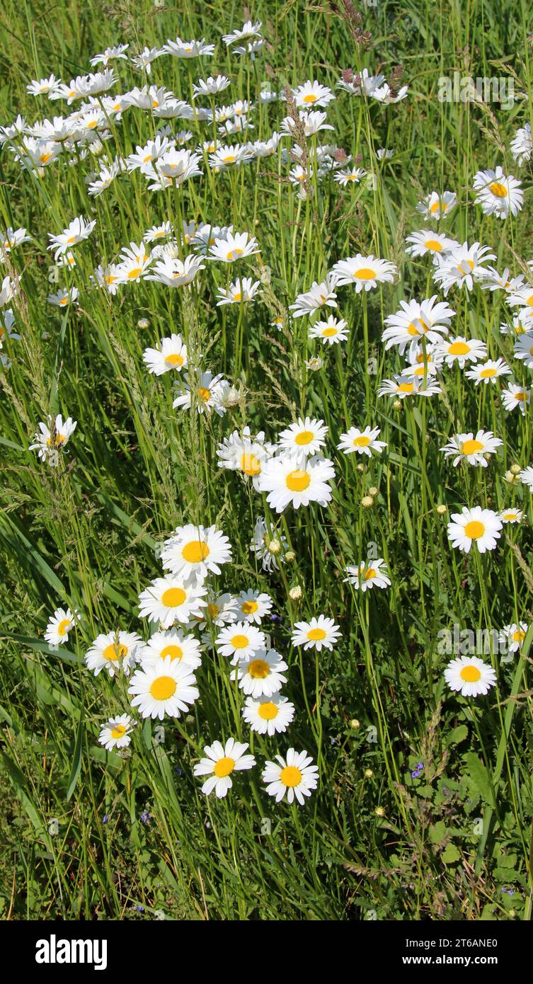 Marguerites fleurissent dans la nature (Leucanthemum vulgare) Banque D'Images