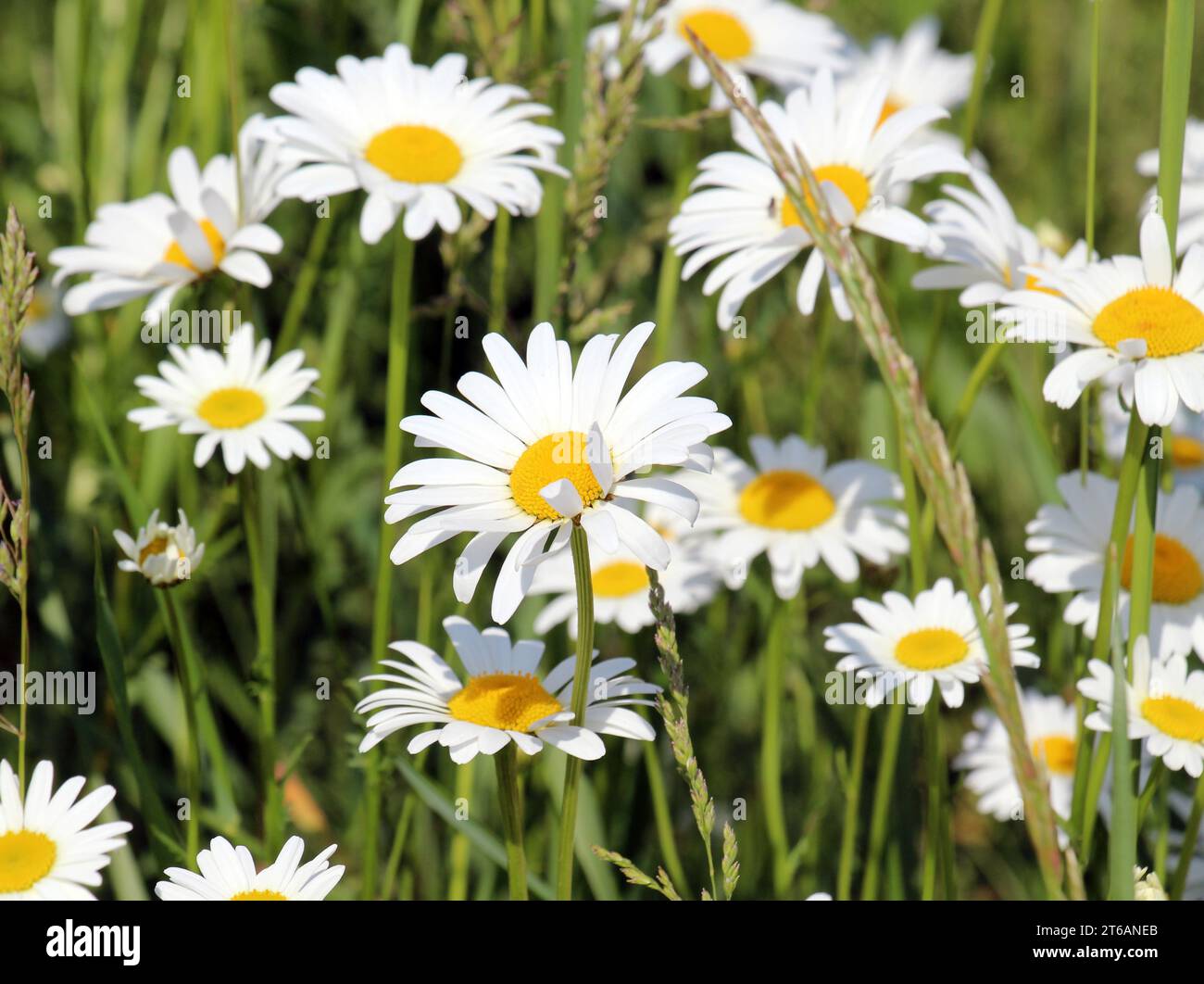 Marguerites fleurissent dans la nature (Leucanthemum vulgare) Banque D'Images