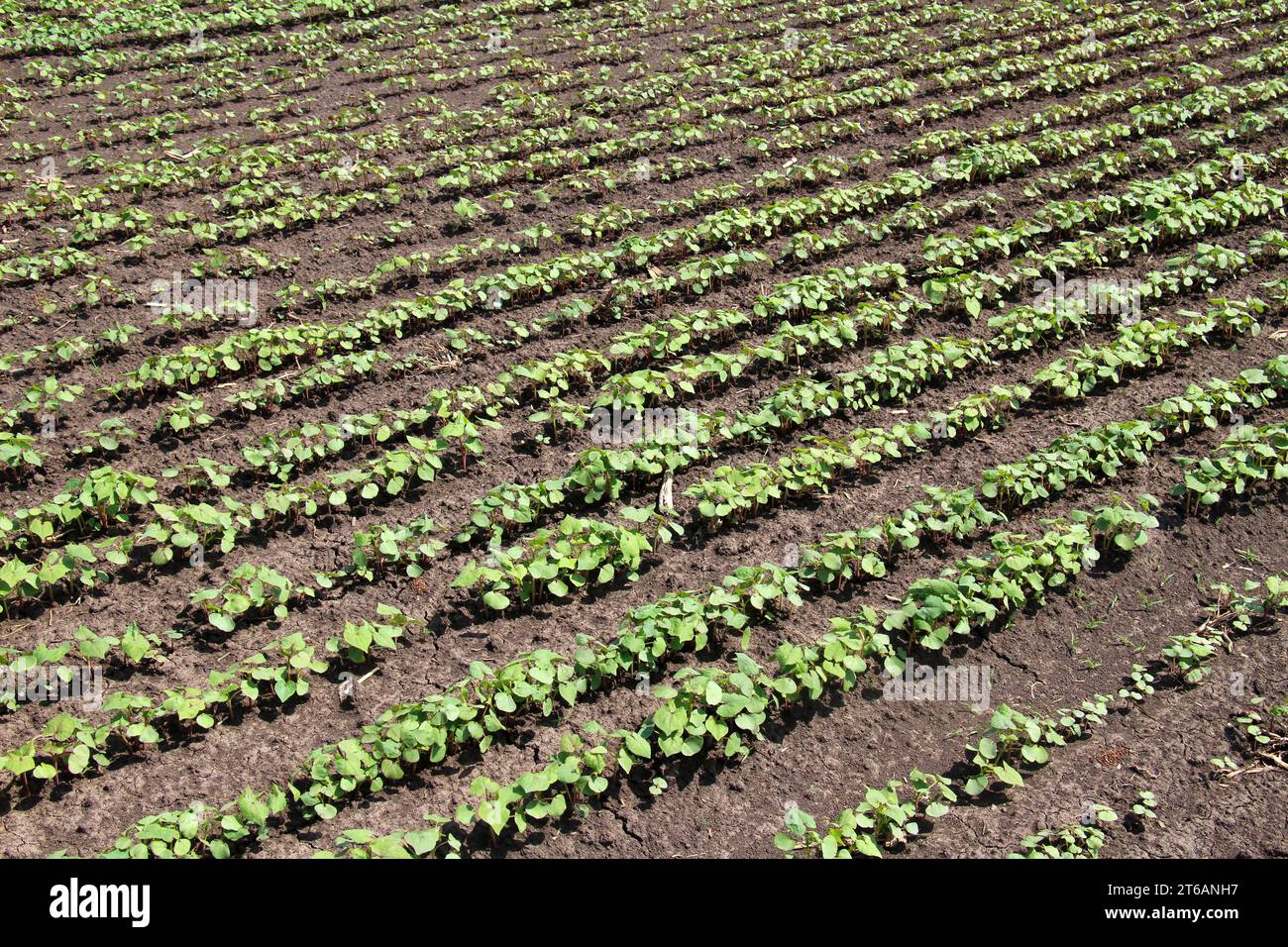 Semis de soja de printemps sur un champ de ferme Banque D'Images