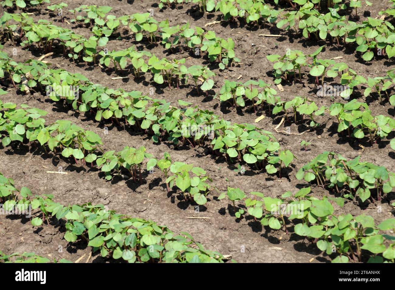 Semis de soja de printemps sur un champ de ferme Banque D'Images