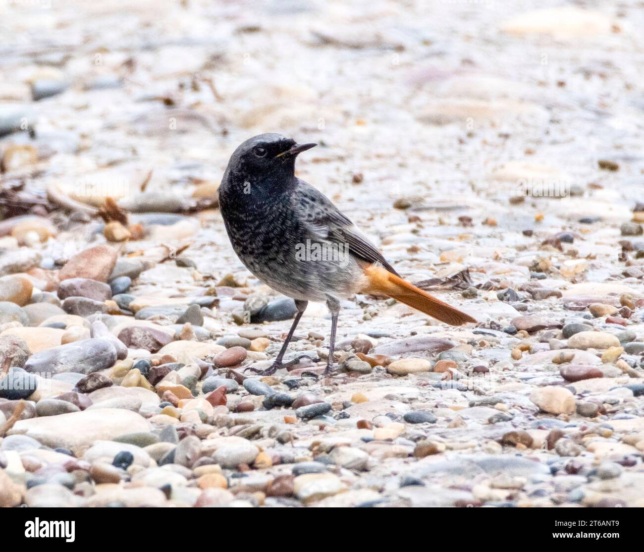 Redstart noir (Phoenicurus ochruros), Chypre Banque D'Images