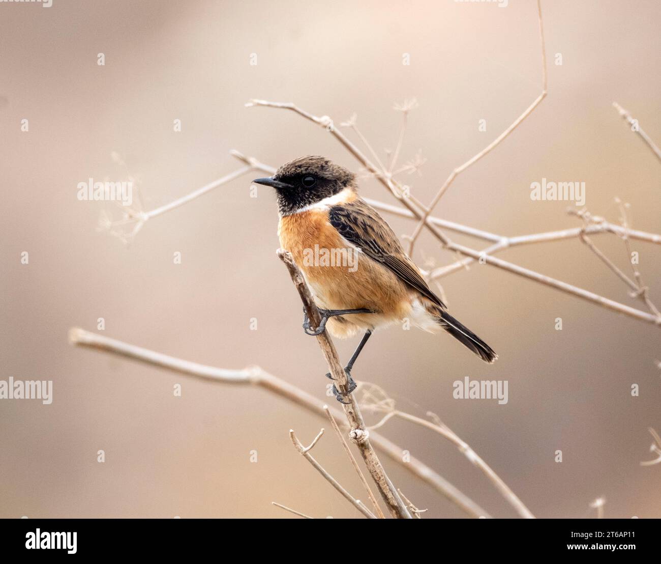 Stonechat européen (Saxicola rubicola) Agia Varvara, Chypre Banque D'Images